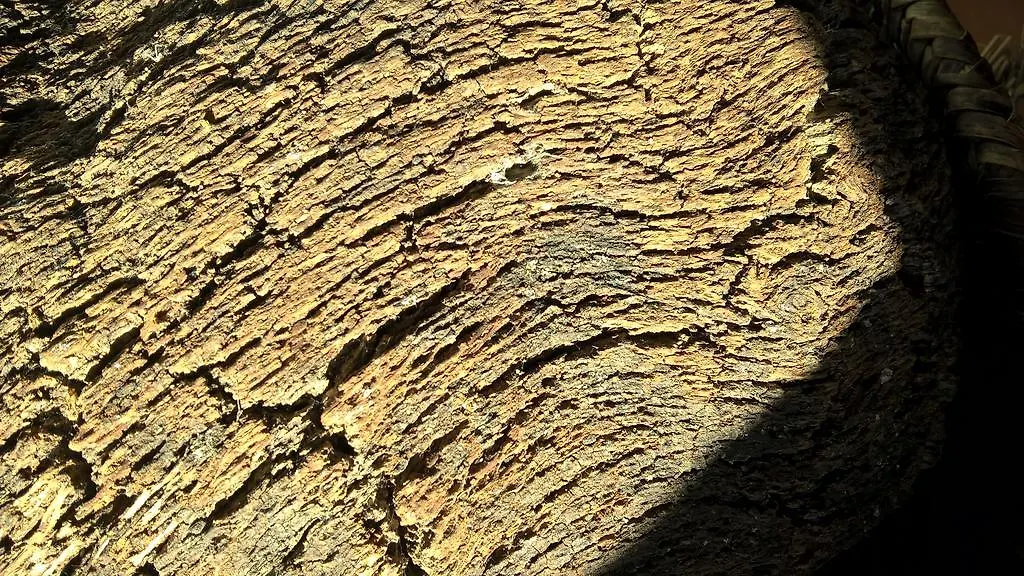 Pensjonat Arcamyrtus Alghero